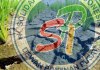 Ratusan Hektare Sawah di Suoh dan BNS Terancam Gagal Pane
