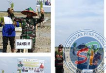 Dukung Ketahanan Pangan Nasional, Kodim 0321 Rohil Perdana Tanam Padi Sawah