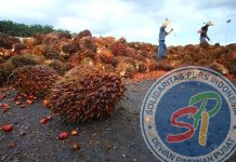 Dilema Ekonomi Bengkulu: Produksi Batu Bara dan CPO Melimpah, tapi Ekspor Justru Tertekan