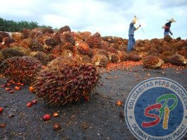 Dilema Ekonomi Bengkulu: Produksi Batu Bara dan CPO Melimpah, tapi Ekspor Justru Tertekan